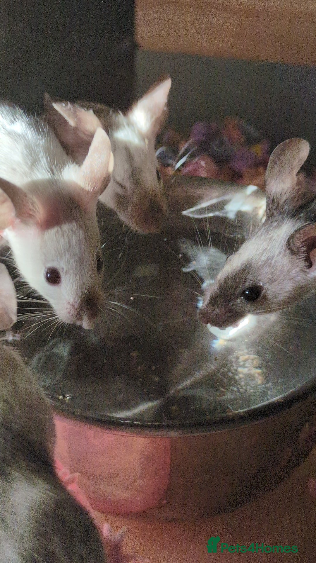 Mouse rodents for sale: Fancy mouse waiting list in Milton Keynes - Image 2