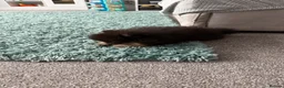Pomeranian dogs for sale: KC registered & pedigree Pomeranian puppy in Havant - Advert 24