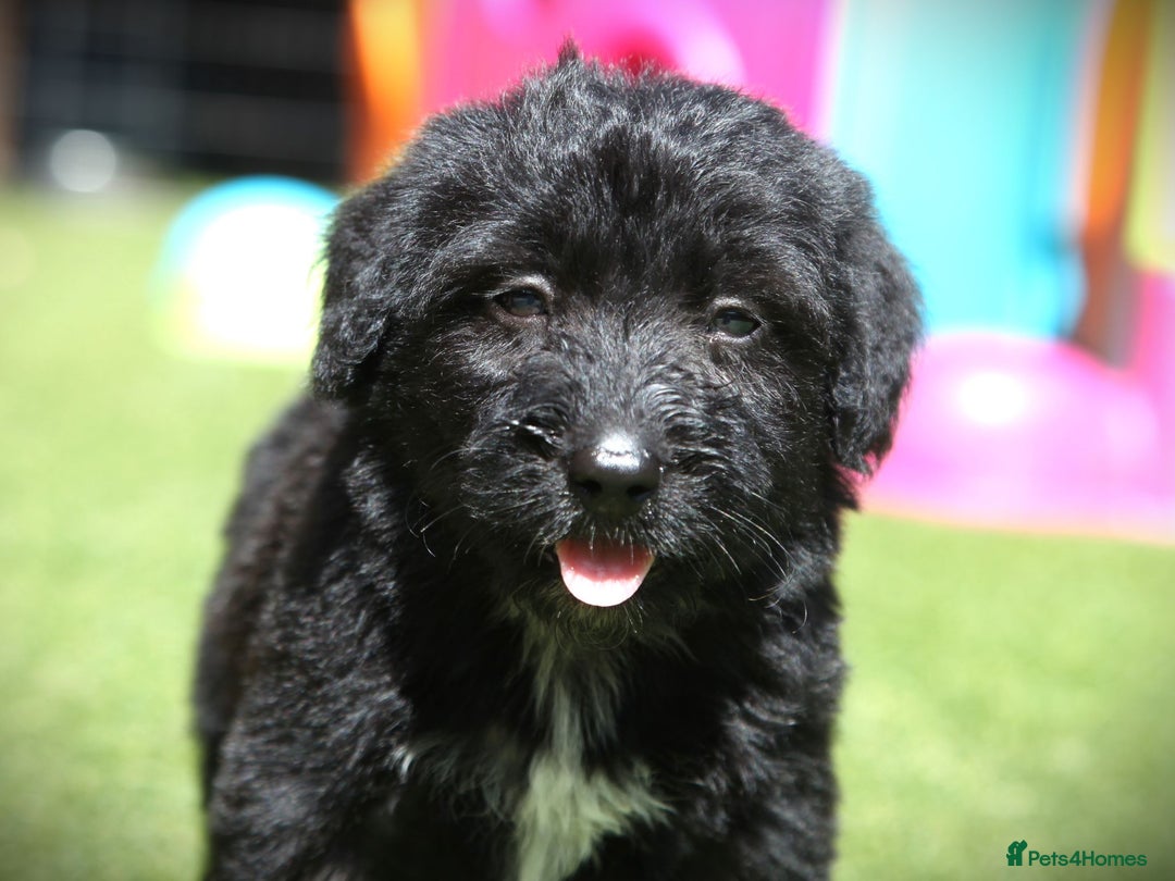 Bordoodle dogs for sale: Bordoodles Raised Right ✨ - Image 10
