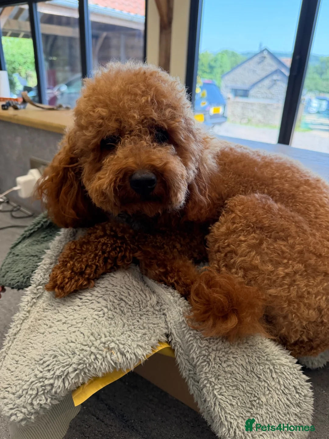 Poodle dogs for sale: Miniature homebred  red poodle pups male  - Advert 1