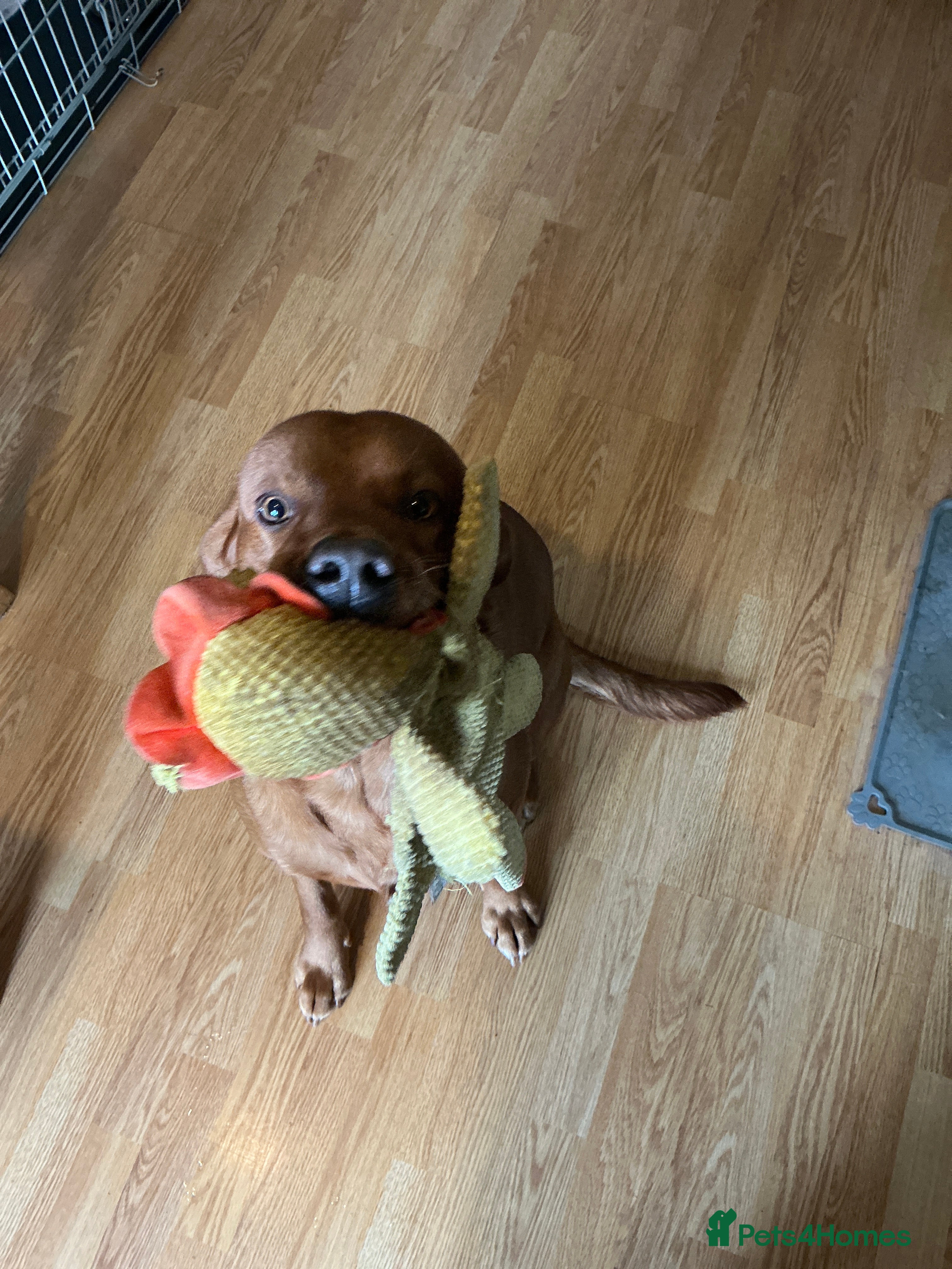 Labrador Retriever dogs 2 year Red fox Labrador  - Advert 1