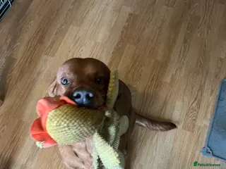 Labrador Retriever dogs 2 year Red fox Labrador - Advert 1