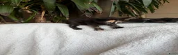 British Shorthair cats for sale: Adorable Marble markings Kittens - Advert 9