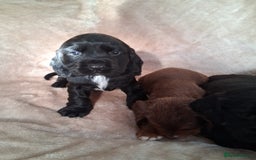 Cocker Spaniel dogs for sale: Cocker spaniel puppies  - Image 8