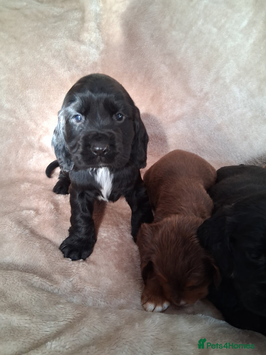 Cocker Spaniel dogs for sale: Cocker spaniel puppies  - Image 8