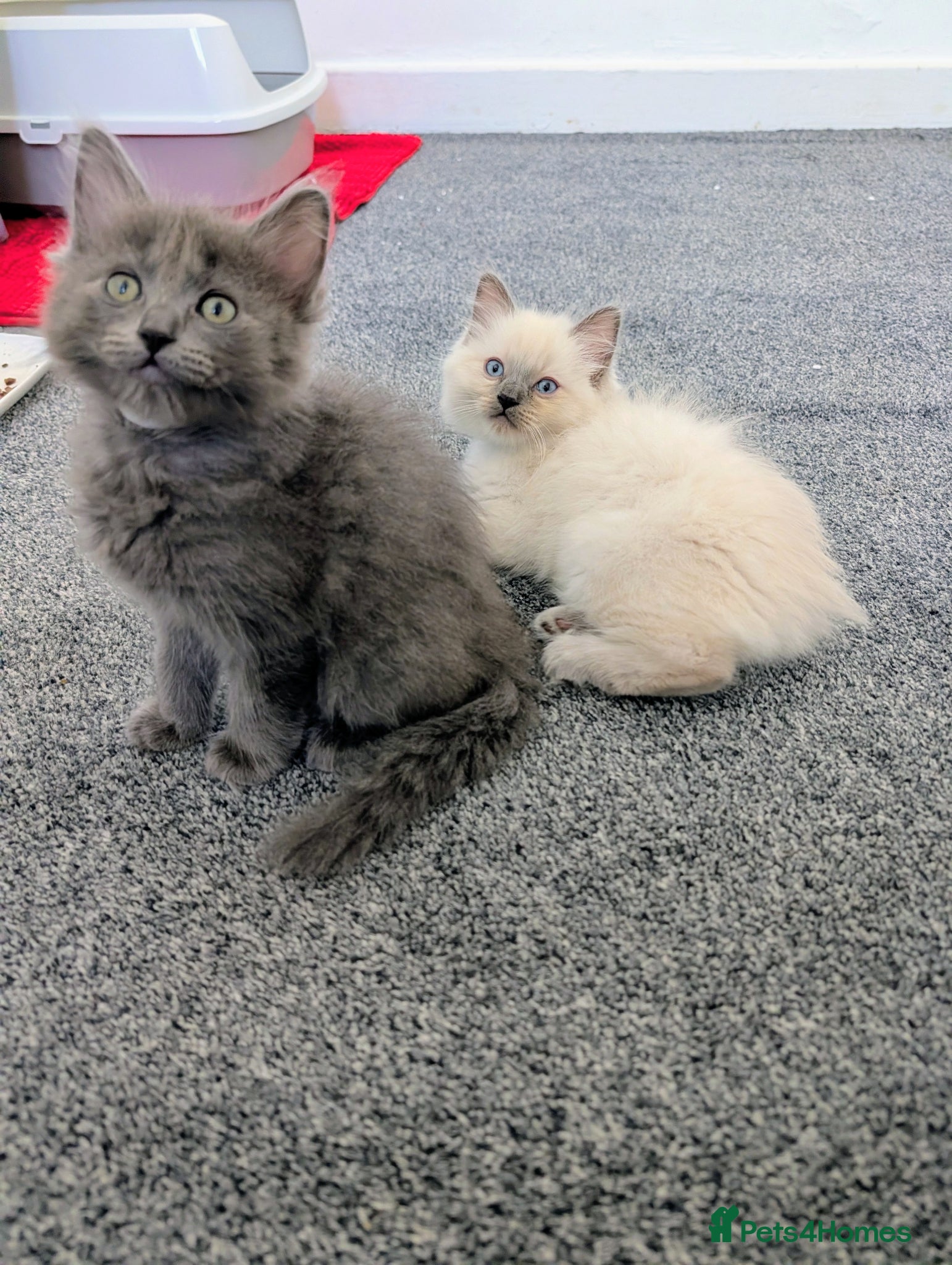 Ragdoll cats 4 beautiful Ragdoll Turkish Van kittens - Advert 5