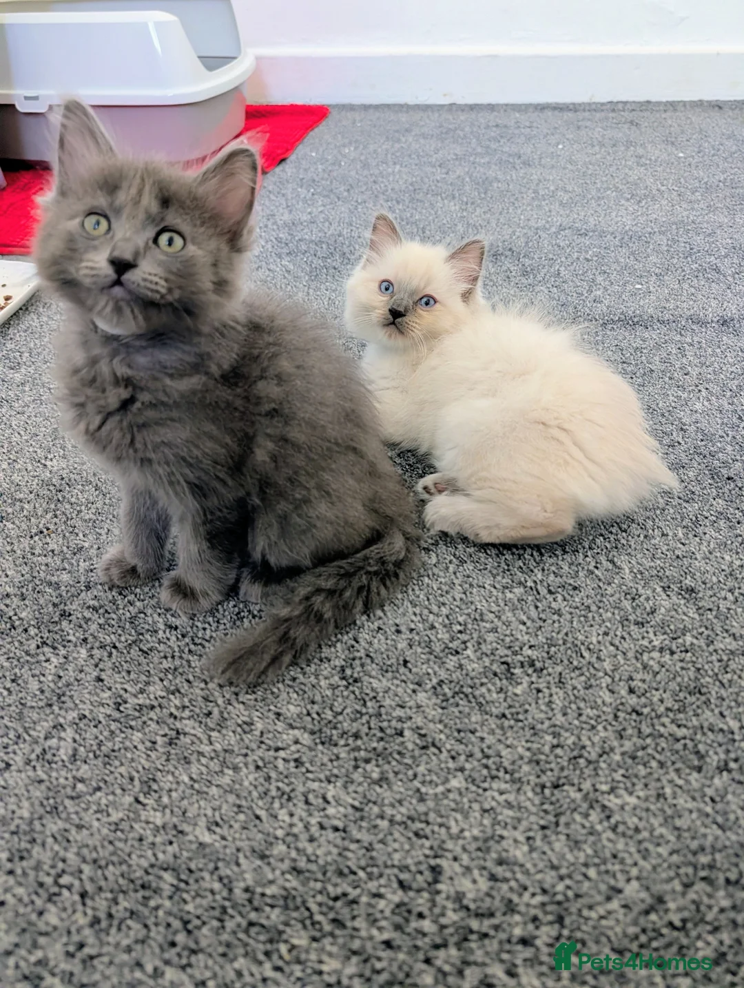 Ragdoll cats for sale: 4 beautiful Ragdoll Turkish Van kittens - Advert 2