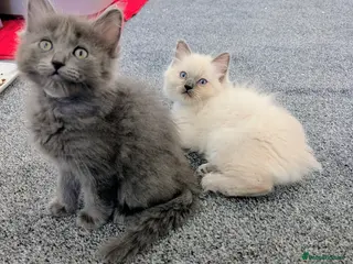 Ragdoll cats 4 beautiful Ragdoll Turkish Van kittens - Advert 5