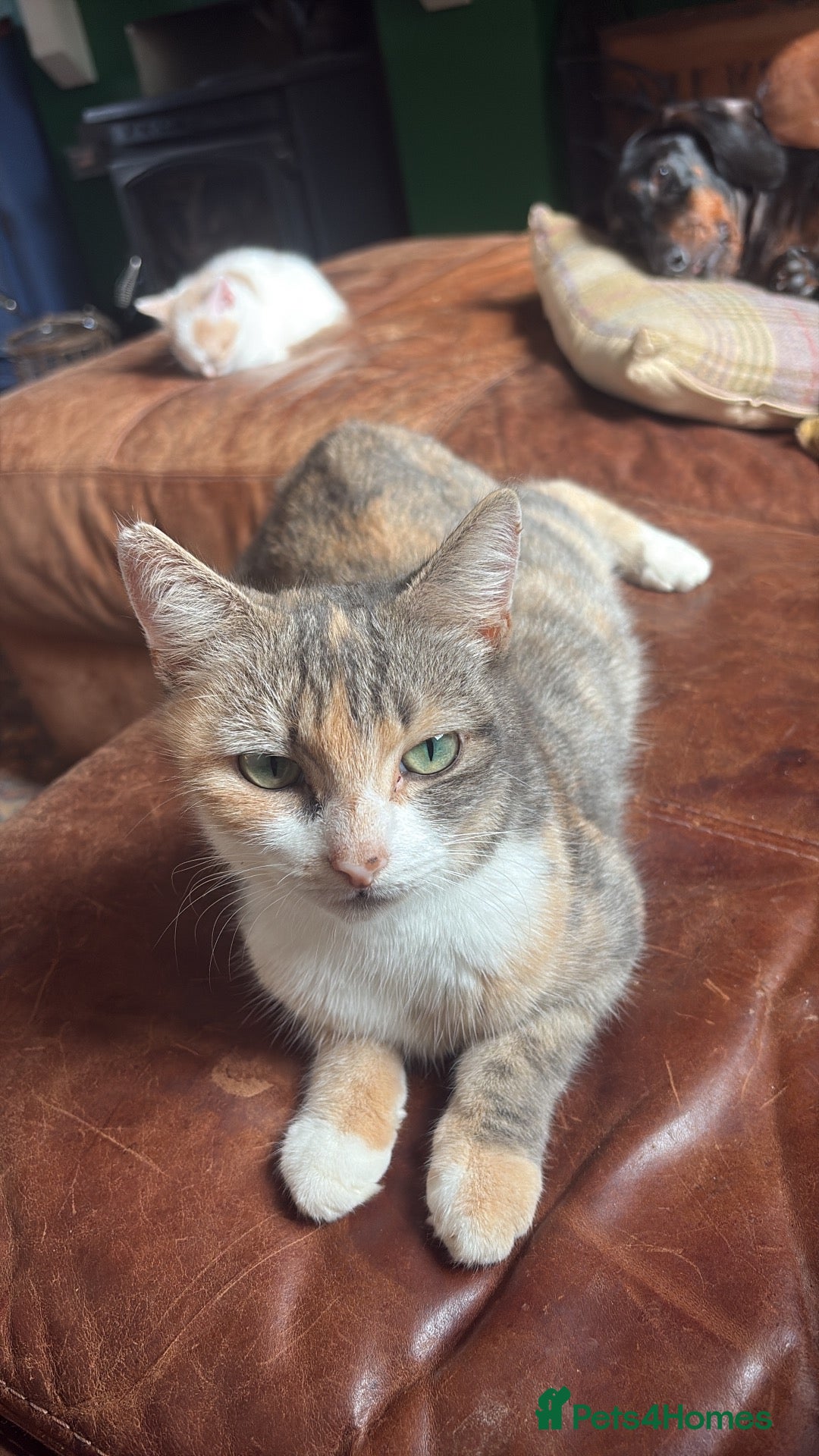 Mixed Breed cats for sale: Loving litter of kittens for sale  - Advert 14