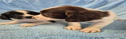English Springer Spaniel dogs for sale: Springer Spaniel Puppies  - Advert 5