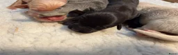 Labrador Retriever dogs for sale: Labrador puppies - Advert 22