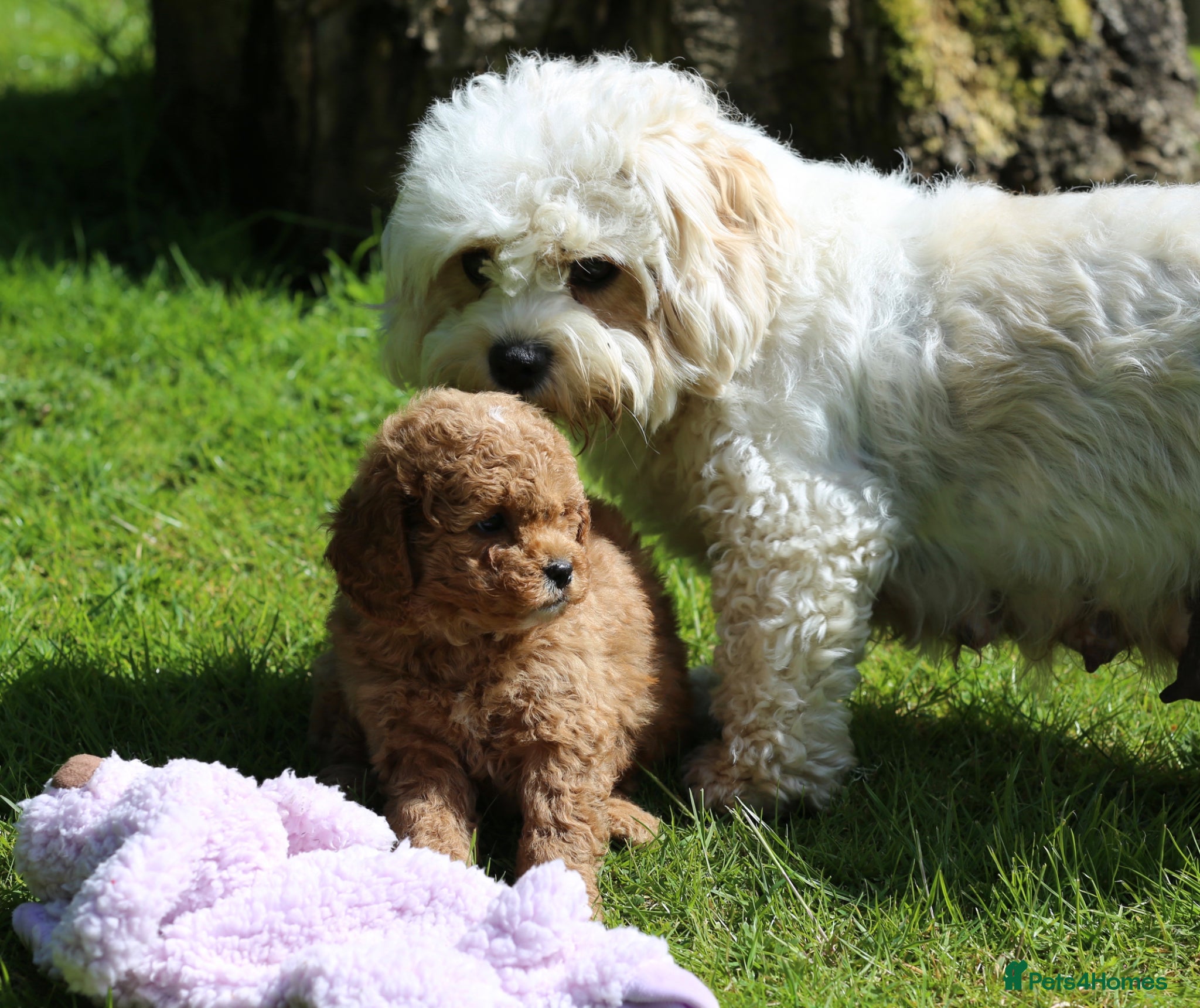 Cavachon dogs 5 ⭐️Gorgeous F1 Fox Red Cavapoochon’s  - Advert 2