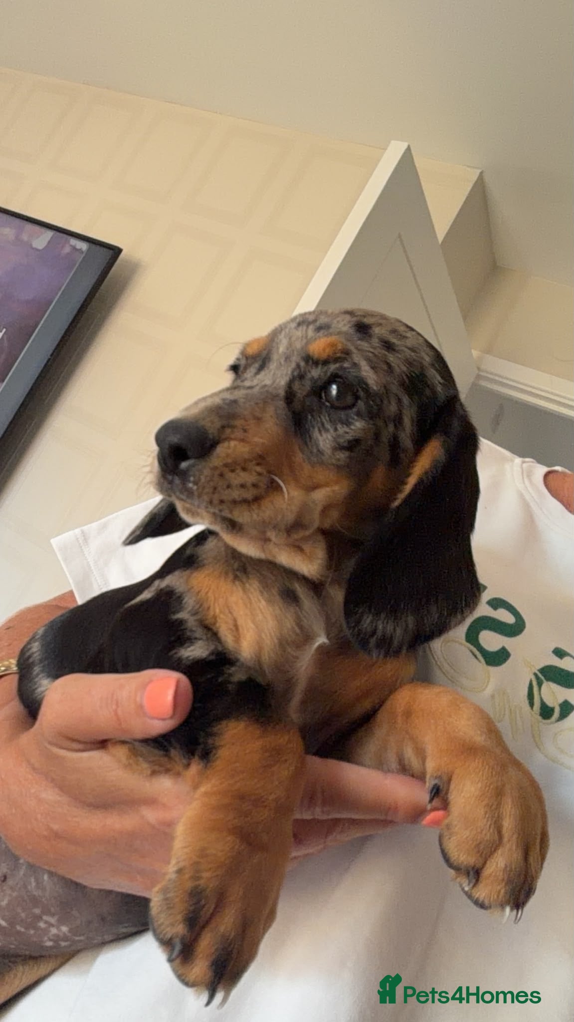 Mixed Breed dogs Ready F1 dockes 1 girl left due to no show  - Advert 2