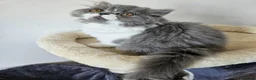 Persian cats for sale: Stuning Persian Girls - Advert 28