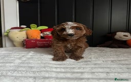 Cavapoo dogs for sale: CAVAPOOS  - Advert 6