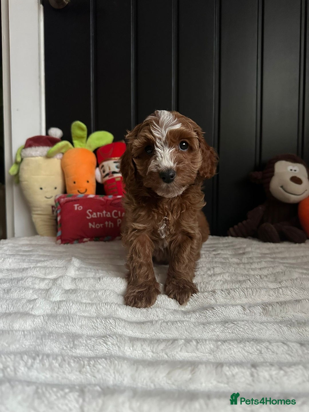 Cavapoo dogs for sale: CAVAPOOS  - Advert 6