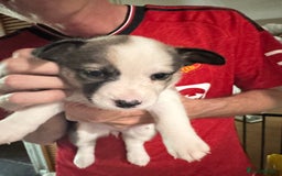 Mixed Breed dogs for sale: Siberian Husky X Staff/Lhasa Apso. Only 2 left!!  - Image 34