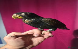 Parrots birds for sale: Bronze winged pionus - hand reared - Image 1