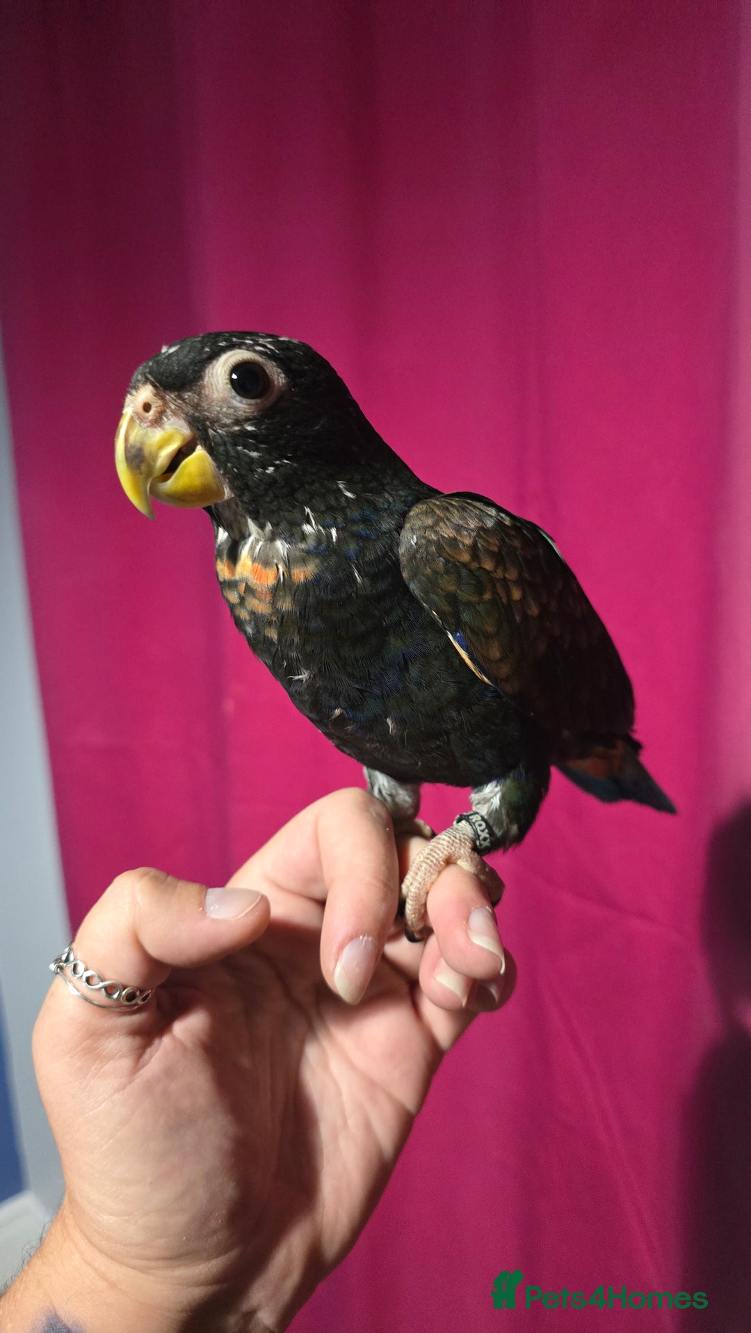 Parrots birds for sale: Bronze winged pionus - hand reared - Image 1