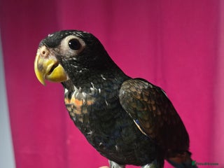 Parrots birds for sale - Advert 1