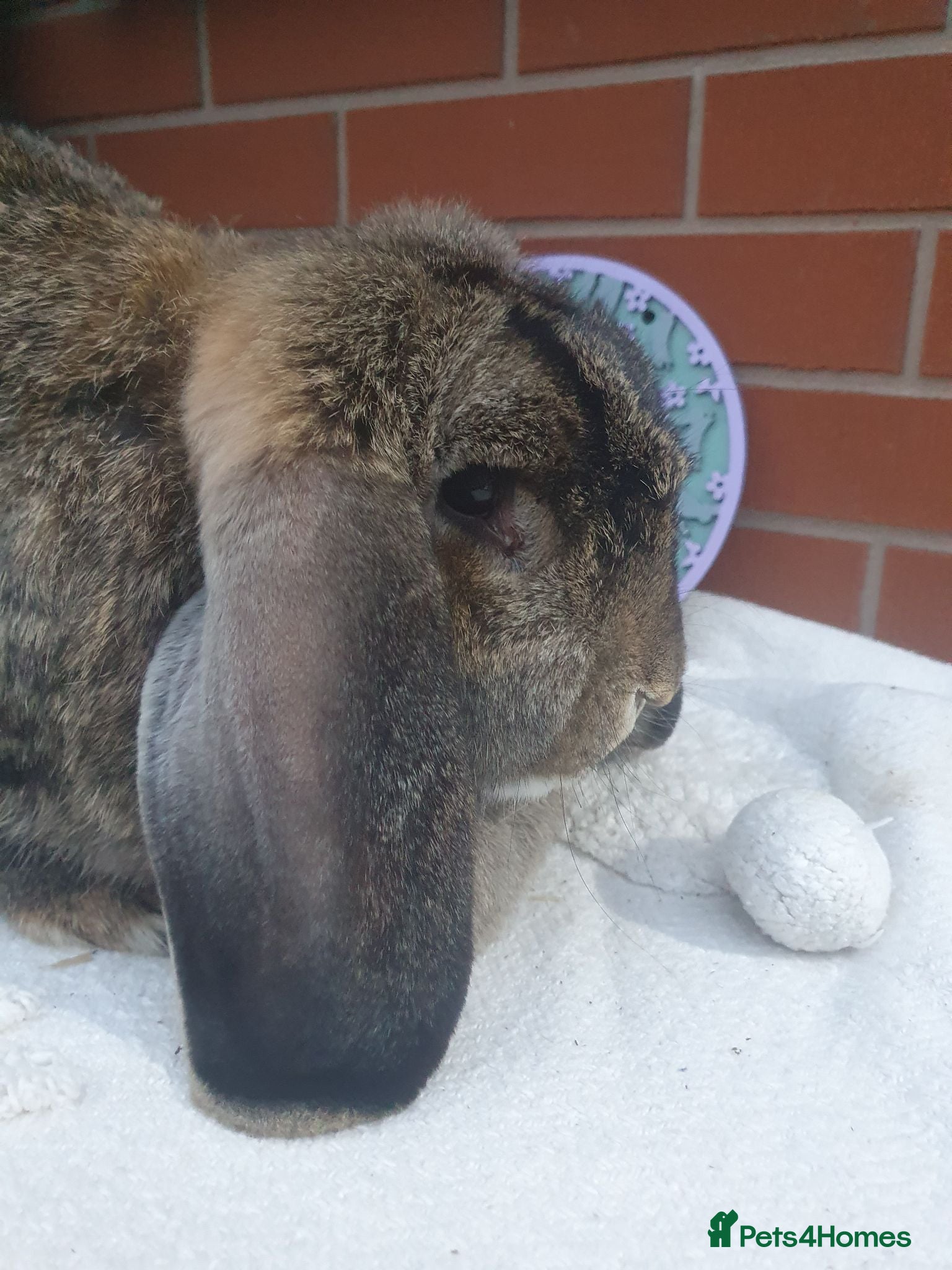 French Lop rabbits Vaccinated Adult French Lop Doe - Advert 2