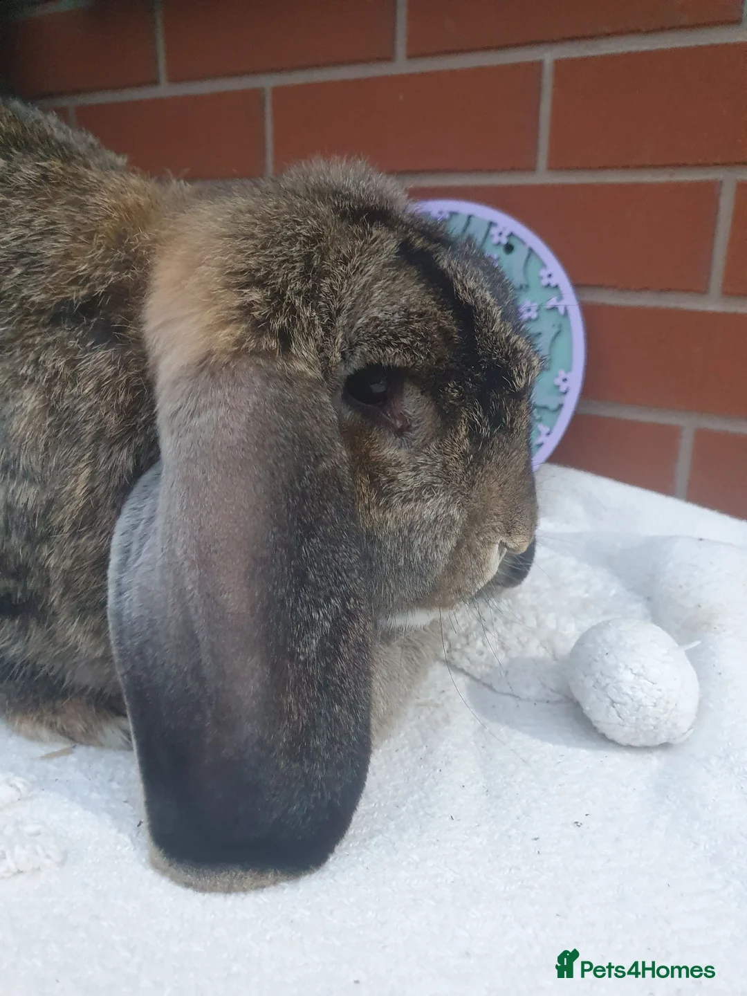 French Lop rabbits for sale: Vaccinated Adult French Lop Doe - Advert 2