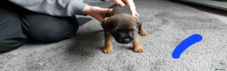 Border Terrier dogs for sale: Border terrier pups - Advert 4