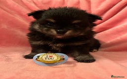 Pomchi dogs for sale: INCREDIBLE Thai/Korean pomchi READY 5th September  - Image 14