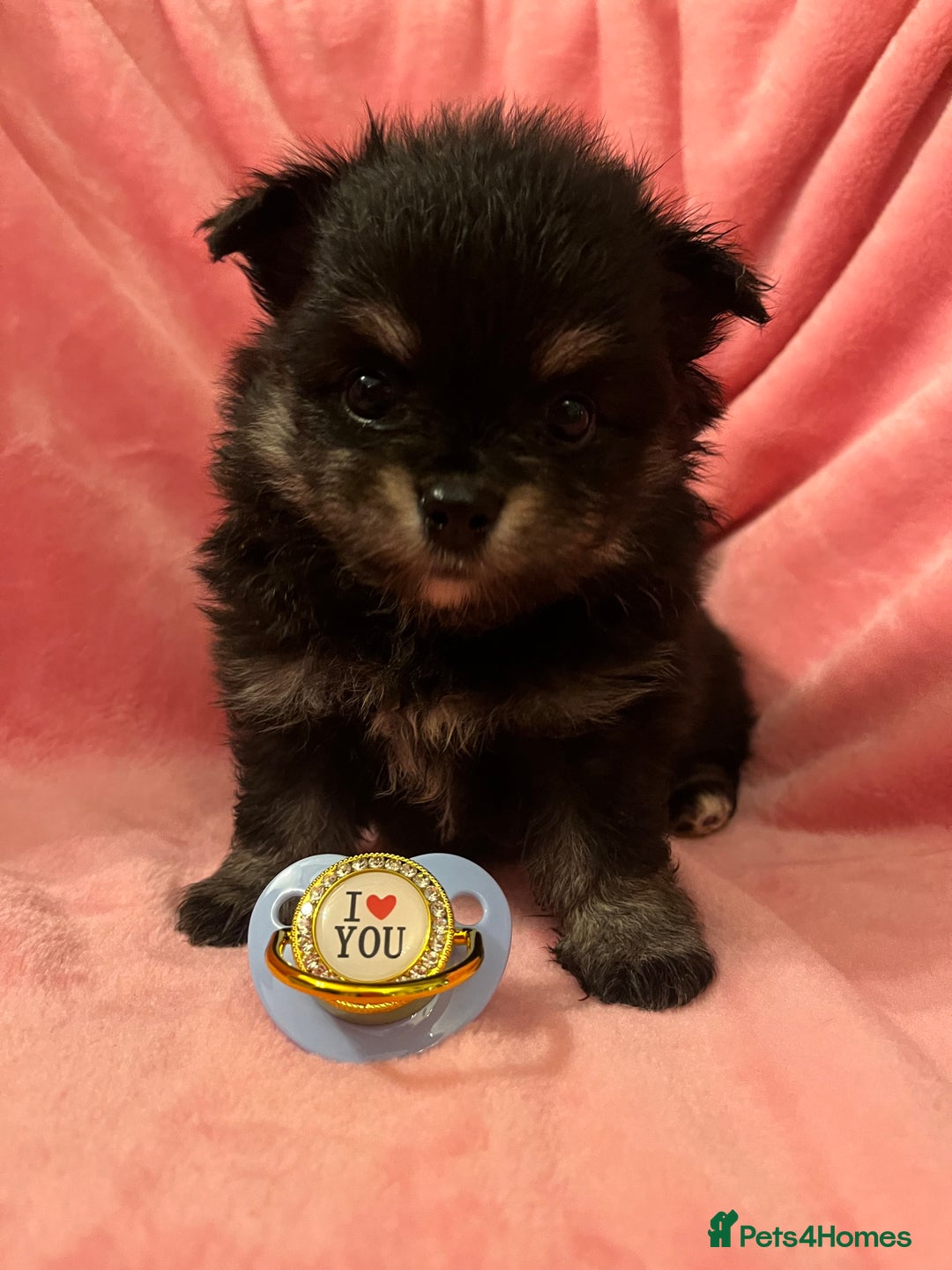 Pomchi dogs for sale: INCREDIBLE Thai/Korean pomchi READY 5th September  - Image 14