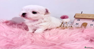 Maltese dogs 🌟🌟Full Korean Baby pups🌟🌟 - Advert 3