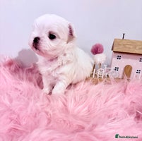 Maltese dogs 🌟🌟Full Korean Baby pups🌟🌟 - Advert 3
