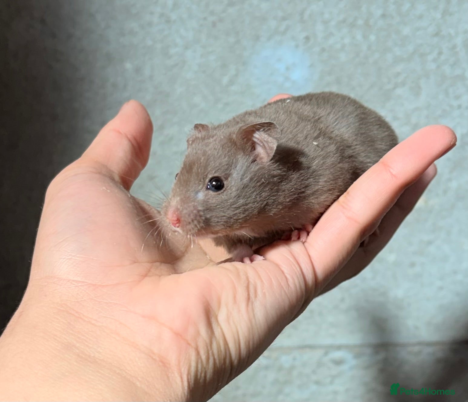 Hamster rodents BABY TAME PEDIGREE SYRIAN HAMSTERS  - Advert 10