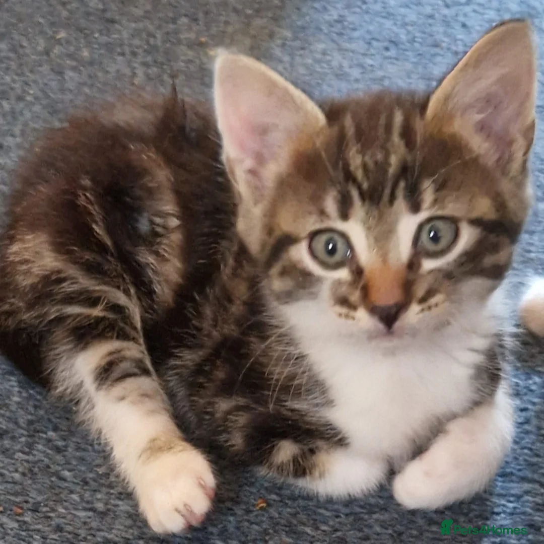 Mixed Breed cats for sale: Beautiful strikingly marked kittens  - Advert 14