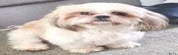 Shih Tzu dogs for sale: All Puppies have now reserved.  - Advert 5