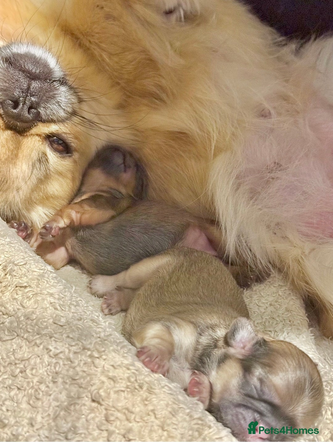 Pekingese dogs for sale: 🐾 Pekingese Puppies for Sale – 2 Girls & 1 Boy 🐾 - Advert 29