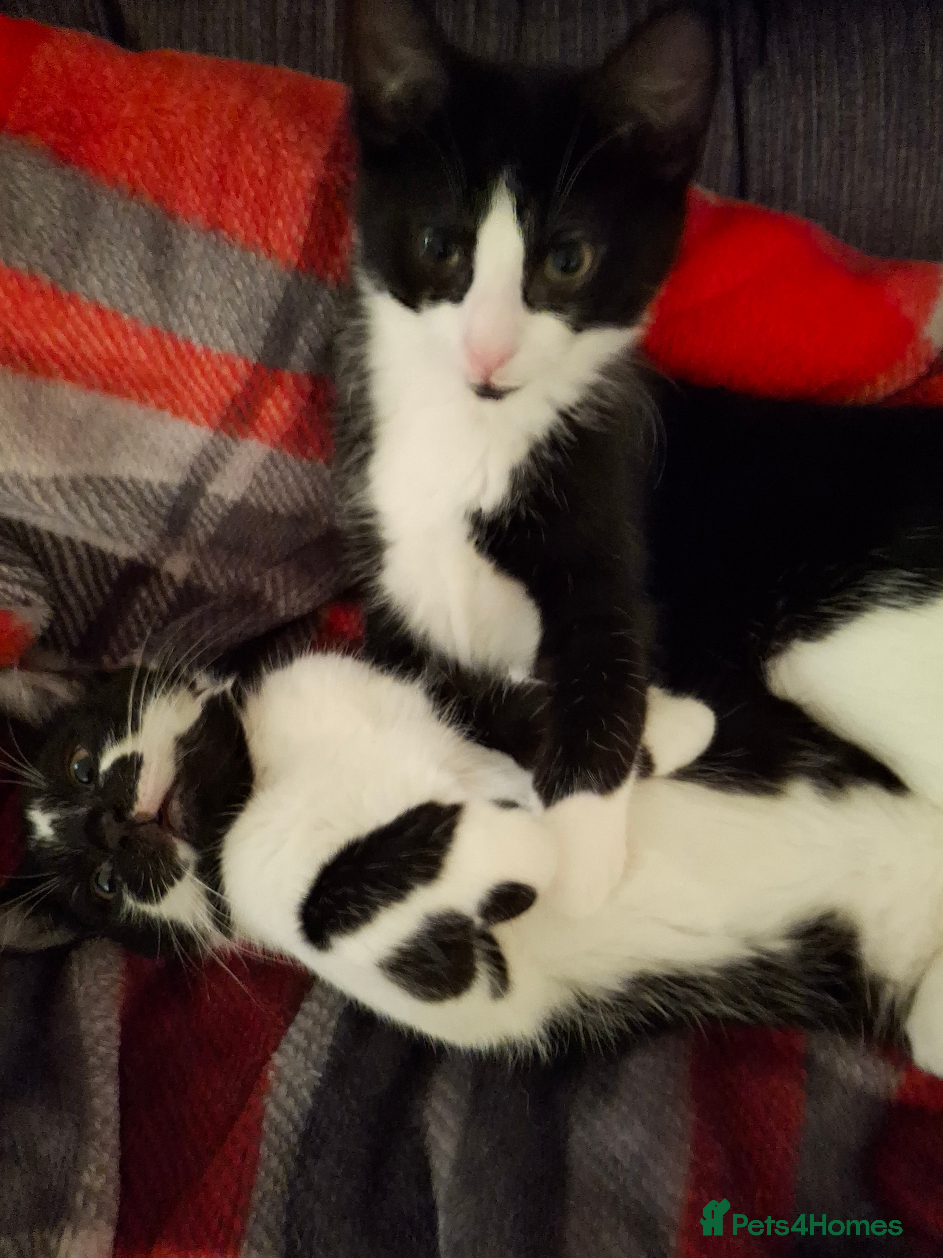Mixed Breed cats 2 mischievous boy kittens available  - Advert 2