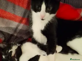 Mixed Breed cats 2 mischievous boy kittens available - Advert 6