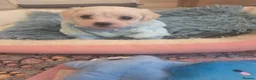 Bichon Frise dogs for sale: Cute puppies 🩷🩷💙💙 - Advert 9