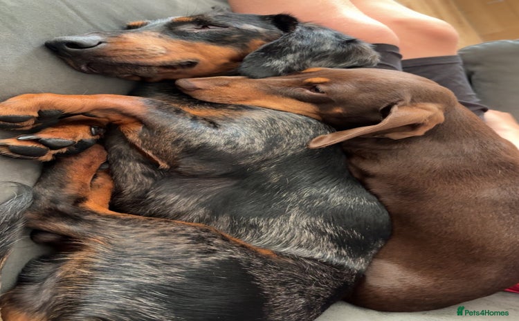 Dachshund dogs - Advert 2