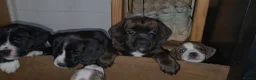 Mixed Breed dogs for sale: ADORABLE Boxer x puppies - Advert 11