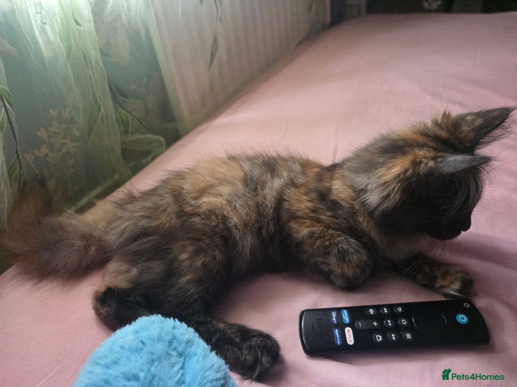Maine Coon cats Rare colour Tortie smoke - Advert 7