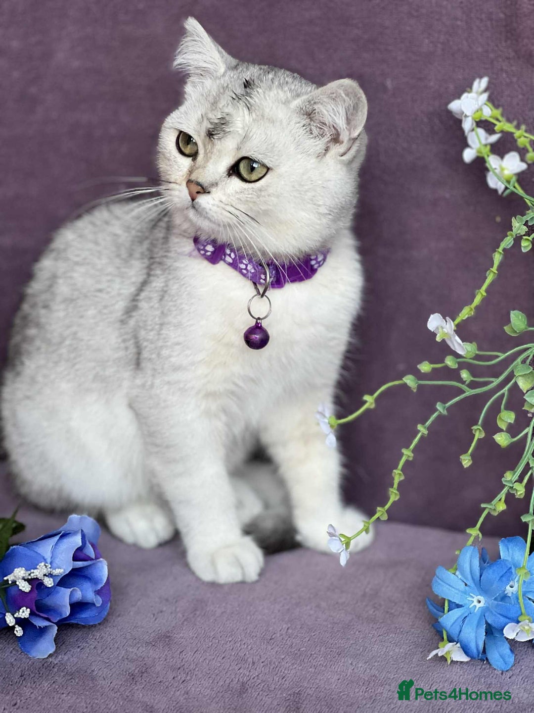 British Shorthair cats for sale: OPEN TO OFFERS TICA registered BSH kittens - Image 5