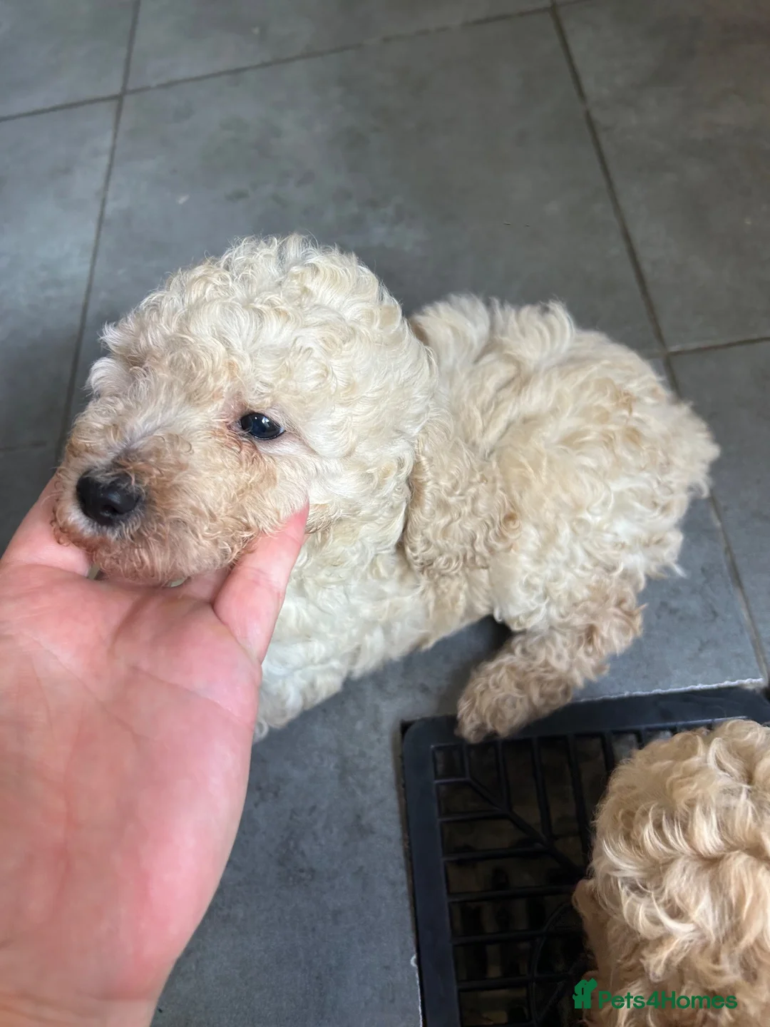 Cockapoo dogs for sale: Cockapoo puppy’s f1b  - Advert 14