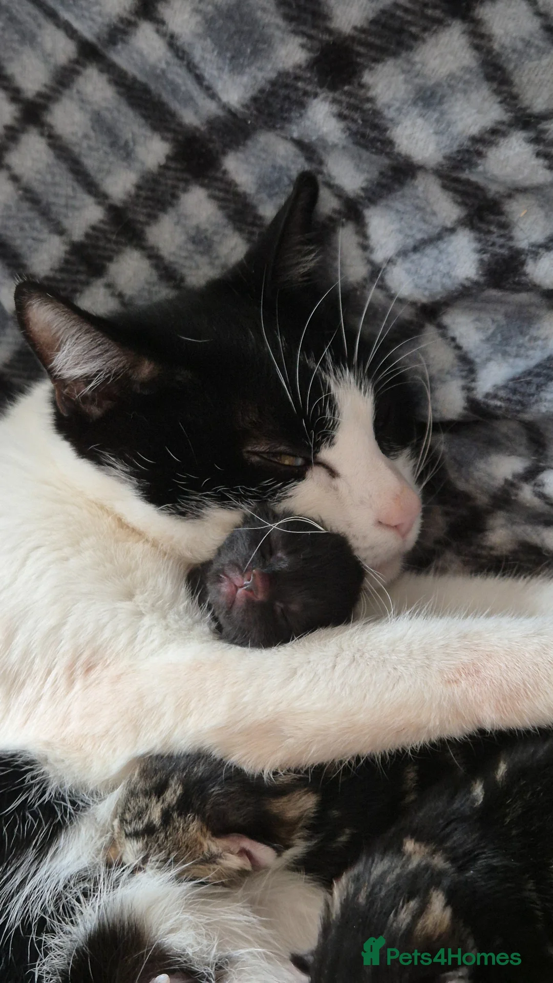 Domestic Shorthair cats for sale: 1 Tabby and white Male, 1 all Black Female kitten - Advert 22