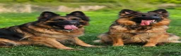 German Shepherd dogs for sale: Long Coat GSD black & tan  - Advert 7