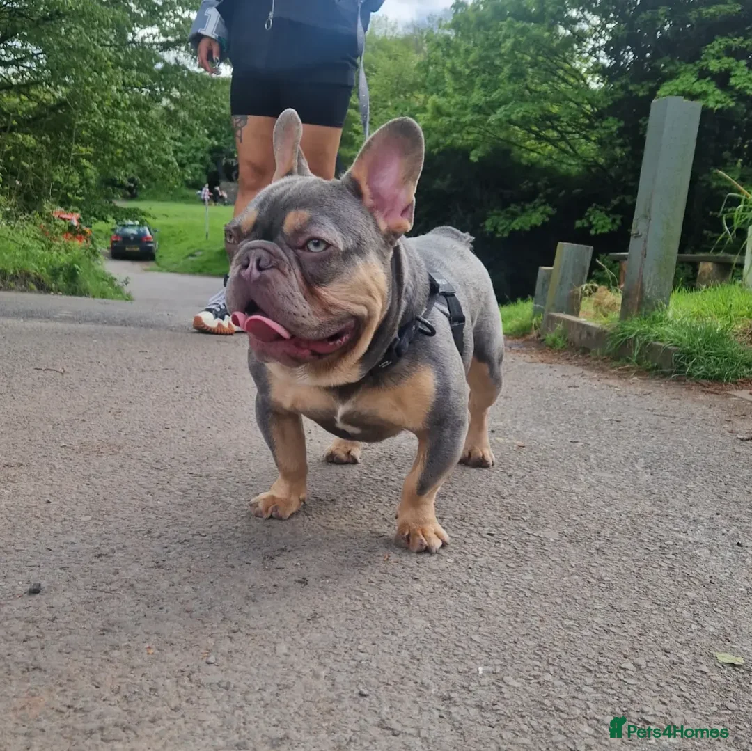 French Bulldog dogs for stud: ** ROGUEROYALES STUD ZIGGY ** in Wolverhampton - Advert 4