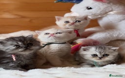 Exotic cats for sale: Superb Exotic Chinchilla kittens - Health tested  - Image 1