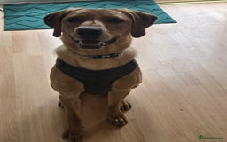Labrador Retriever dogs for sale: Labrador puppies  - Image 2