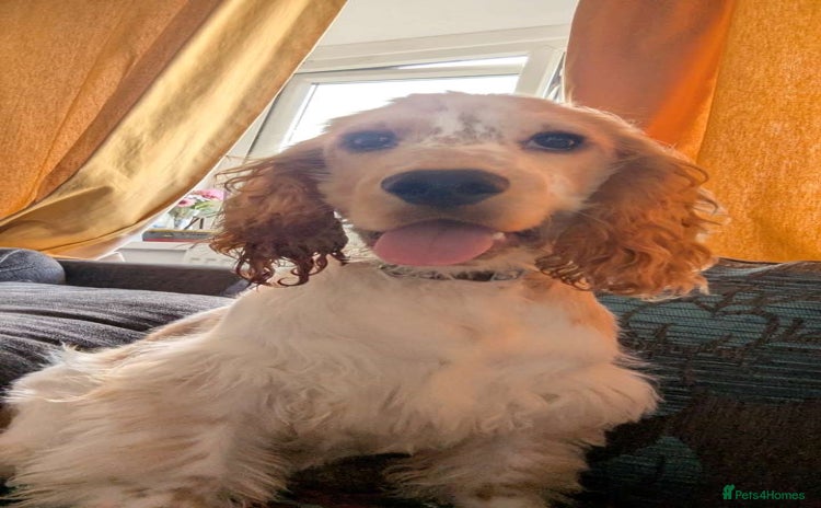 Cocker Spaniel dogs - Advert 2