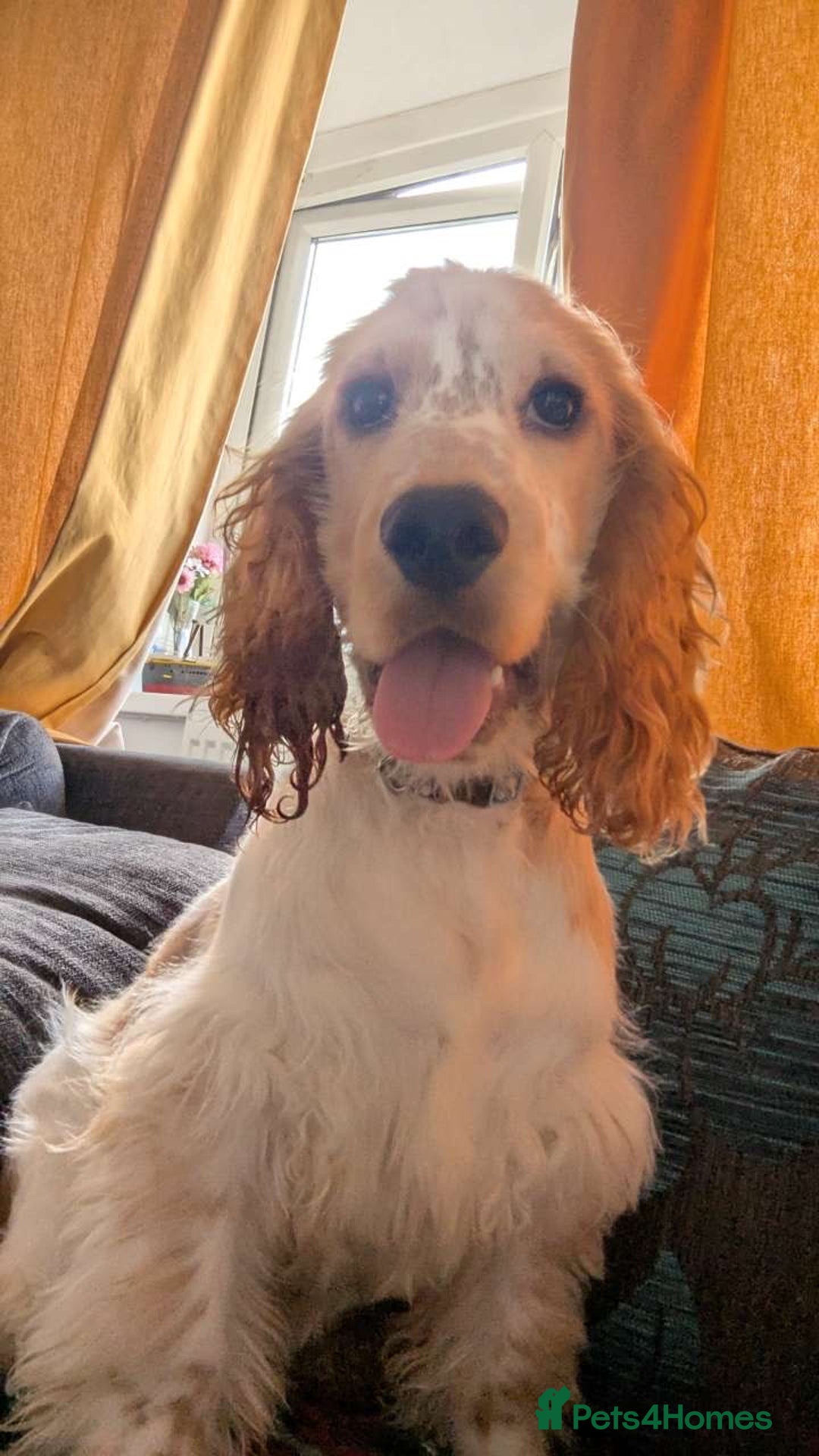 Cocker Spaniel dogs for sale: male cocker spaniel - Image 1